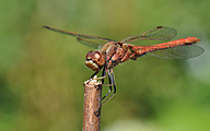 Moustached darter (male, Sympetrum vulgatum)